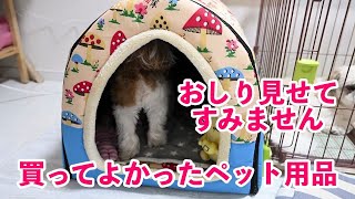 【ペット】最近買ってよかったペット用品3点 ジョイントマット ペットハウス 給水器【シーズー トイプードル】