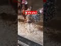تربية 🐔دجاج الزينة 🐔 في الجزائر 🇩🇿🇩🇿 (🐣 دجاج جافا 🐣 )  Ornamental chickens 🐔 in Algeria🇩🇿
