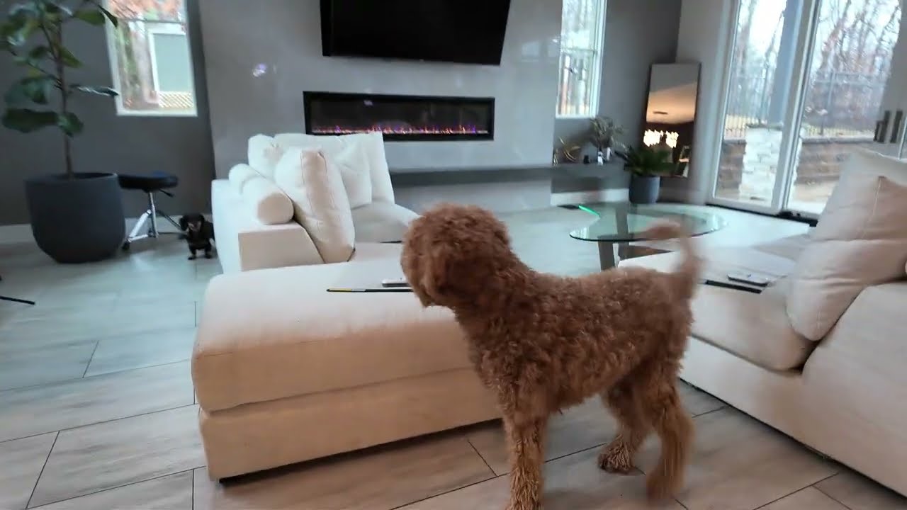 Henrietta Red and Huxley Golden Doodle Dogs they love to play chase and hide and seek!