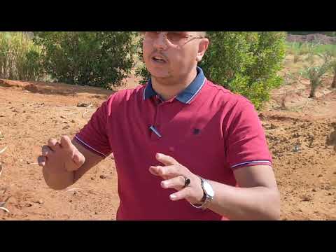 من أهم ملاحظات زراعة النخيل بالوادى الجديد الخارجه 01284809210