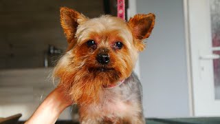 This Yokie Hasnt Been Groomed For A Long Time