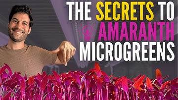 How to Grow Red Amaranth Microgreens Like a Pro (Complete Grow Guide)