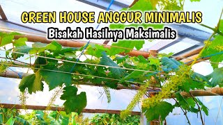 100% INFO ANGGUR‼️Lahan Sempit Diatas Rumah Jadi Taman Anggur Aneka Warna
