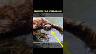 3 Haiwan Pelik Di Dunia Yang Kelihatan Unik Apabila Basah  Haiwanhaiwan Pelik  Shorts Fakta