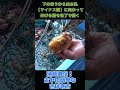 誰でもできる!ホヤのさばき方 #shorts