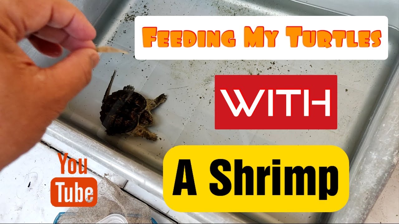 Feeding to All My Turtles with A shrimp, They love it ! YouTube