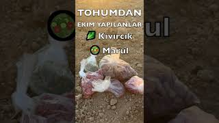 Ekim Ayında Hangi Tohumları Ekebilir, Hangi Fideleri Toprağa Aktarabiliriz?