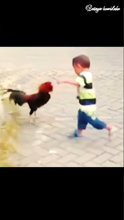 Niat ingin bermain sama ayam anak ini malah di serang😁