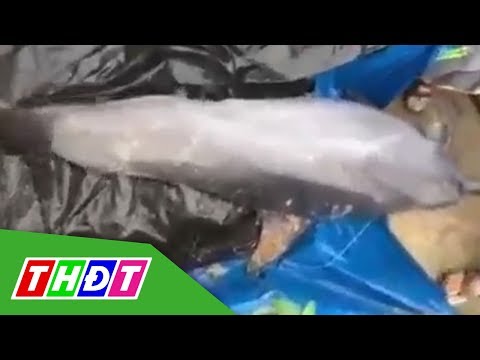 Video Thừa Thiên Huế: Người dân giải cứu cá heo dạt vào bờ |... - youtube