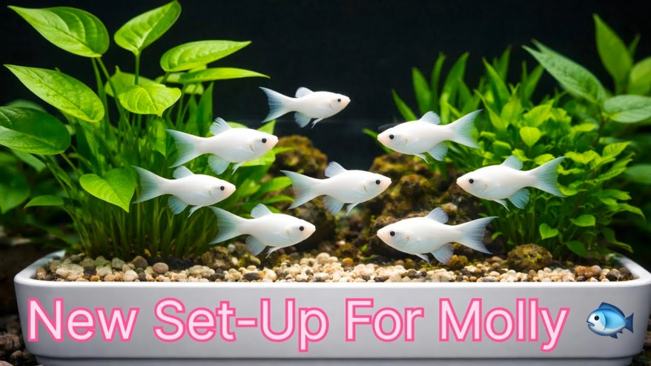 Planted Molly Fish Set-Up 🐟❤️🐟 #fish #exoticaquariumfish #fishkeepinghobby #shorts #shortvideo