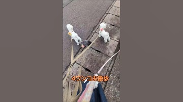 【お散歩】4ワンコ誰が来た？  #4ワンコ  #お散歩 #多頭飼い犬  #ご近所  #いぬのきもち   #早朝  #多頭飼いの日常   #ミックス犬  #マルチーズ  #マルキー #マルポメ