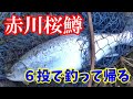 【衝撃】サクラマスを６投で釣って帰る。