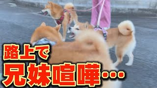 The younger Shiba Inu got mad at the older Shiba Inu's provocative behavior...