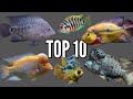 Top 10 most aggressive central american cichlids