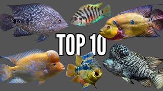 Top 10 Most Aggressive Central American Cichlids