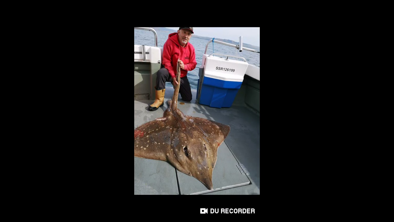 Giant Skate fishing, Scotland, Oban. May 2019 YouTube