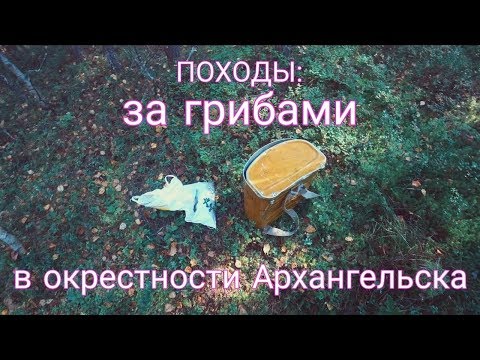 ПОХОДЫ: за грибами в окрестности Архангельска