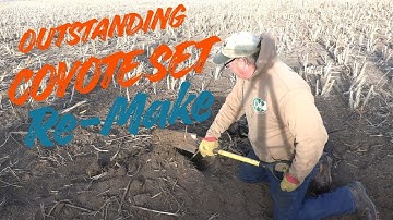 Coyote Trapping Set Remake #trapping #coyote #bobcat #fox #dryland