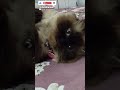 _gemesss gaya rebahannya,. #catshorts #mozzamam #kucinglucu #catvideos #kucing