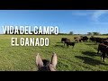 Así se hace en Argentina🐄🐂 Encerrado para vacunar. VIDA DE CAMPO 6