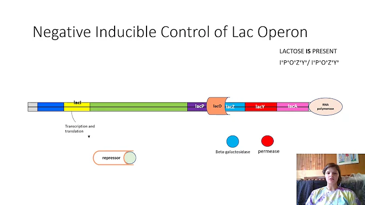 GN 311 S003 Exam 4 -Video 1 Emma Sieracki