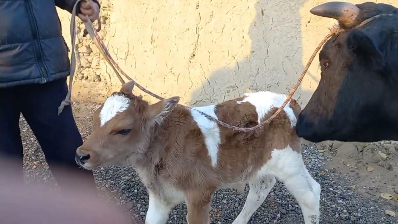 Оча. Гариби бача. Уйлардын суроту. Оча бача. Таджикистан гулакандоз.