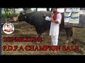 Nili ravi,  (bull owner-+916280503517)