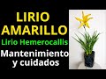 LIRIO HEMEROCALLIS, LIRIO AMARILLO. Cuidados básicos consejos de jardinería