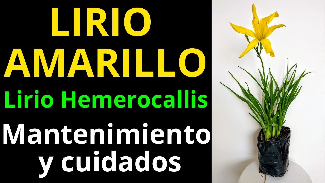 LIRIO HEMEROCALLIS, LIRIO AMARILLO. Cuidados básicos consejos de jardinería  - YouTube