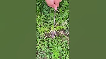 Harvesting process of a carrot with an iron hook