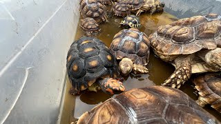 How to give The Little Guyz & Gals get a warm bath & check up at Tortoiseland 🐢 🛀 💦 ❤️🐢