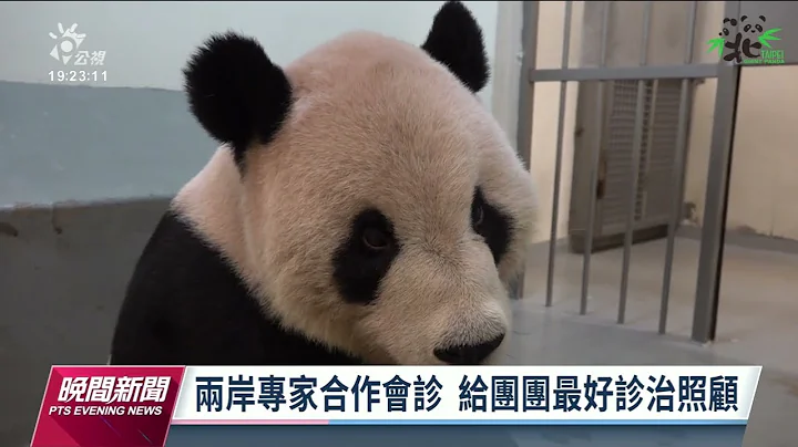 中方專家探視大貓熊團團 認比想像中樂觀暫不開刀 | 20221102 公視晚間新聞 - 天天要聞