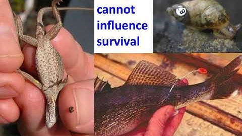 IB ESS - Investigating Ecosystems, 2.5, Part II