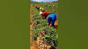What Great Farming Of Peanut.#farming #farmer #farm #agriculture #satisfying