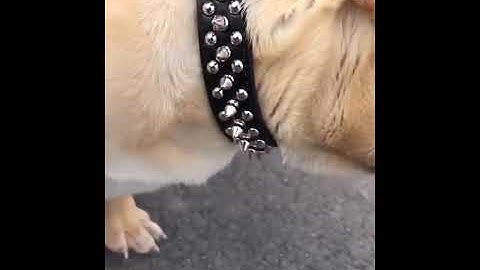 Adjustable Leather Pet Dog collar Neck Strap Supplies PU Leather Punk Rivet Spiked Dog Collar