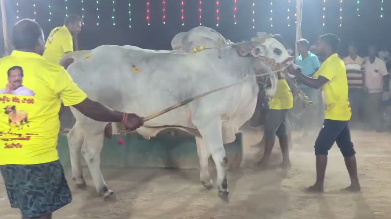 నాదెండ్ల బండ లాగుడు పోటీలలో  జూనియర్  విభాగంలో  R K బుల్  కంబైన్డ్ ఓసూరా రెడ్డి గారి జత