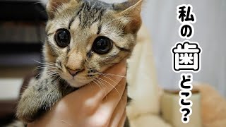 子猫の乳歯が意外なところから見つかりました！！