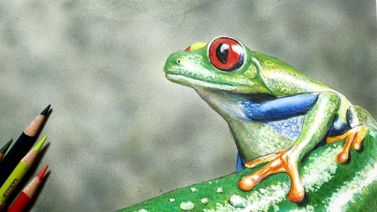 色鉛筆でアカメアマガエルを描いてみた Realistic colored pencil