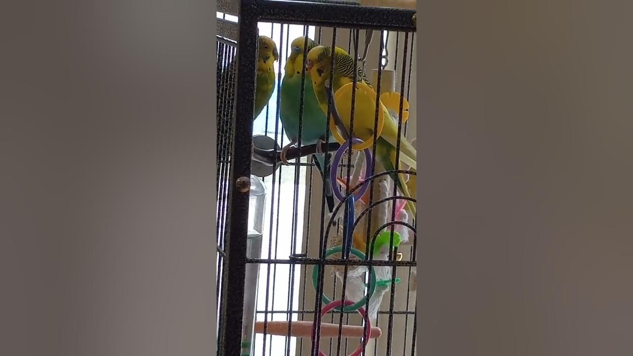 3 budgies regurgitating to each other YouTube