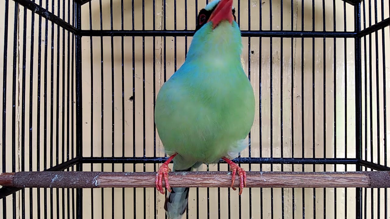 Burung cucak kililing Gancor suara +++(1) 