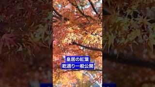 #皇居 の #紅葉  #乾通り #秋 の #一般公開 始まる #毎日新聞 #news #ニュース #shorts