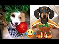 Los Mejores Videos Chistosos 2024 viral risas Gatos y Perros Entretenimiento funny Pásala Bonito