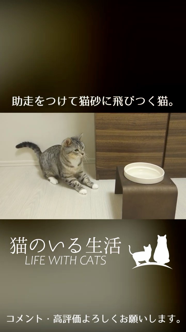【猫が居る生活】 Life with Cats - YouTube