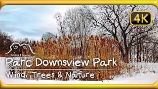 Downsview Park, Toronto, Canada  Wind, Trees & Nature Ambience  relaxing sound 4K study work sleep