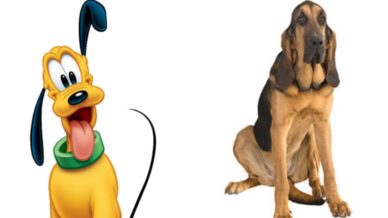 What Breed Of Dog Is Pluto