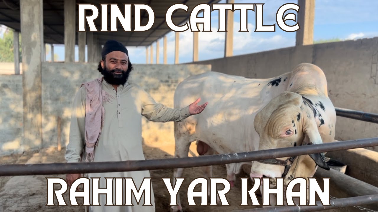 A Razaq Rind Rind Cattle Rahim Yar khan 😍 - YouTube