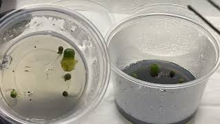 Transferring Lophophora False Peyote Plant Tissue Culture