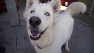 Information Happy Hound Play & Daycare News