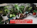 ESTAS PLANTAS SON PARA TU JARDÍN 👍 LAS MEJORES LAS ÚNICAS  #mipequeñojardinmagico