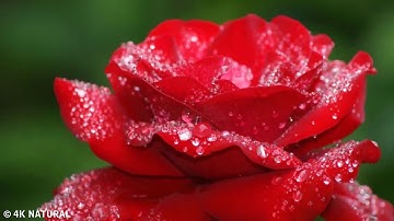 32 - Surah As Sajdah Sh. Ibrahim Akar سورة السجدة ابراهيم عكر